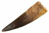 Fossil Spinosaurus Tooth - Real Dinosaur Tooth #347168-1